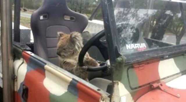 Un Koala alla guida.