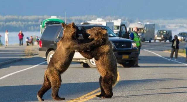 Le immagini più assurde scattate nel traffico