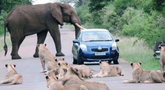 Le immagini più assurde scattate nel traffico