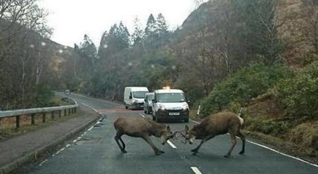 Le immagini più assurde scattate nel traffico
